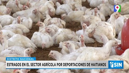 Estragos en sector agrícola por deportaciones de haitianos | Primera Emisión SIN