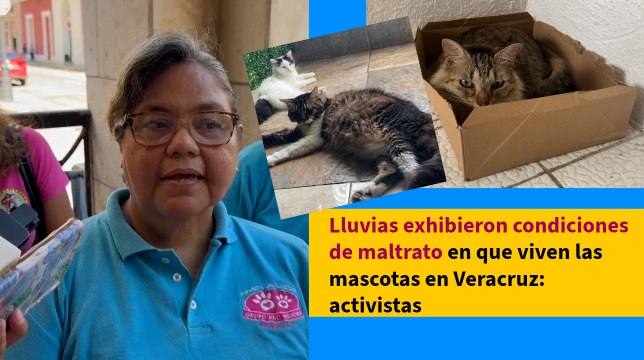 Lluvias exhibieron condiciones de maltrato en que viven las mascotas en Veracruz: activistas
