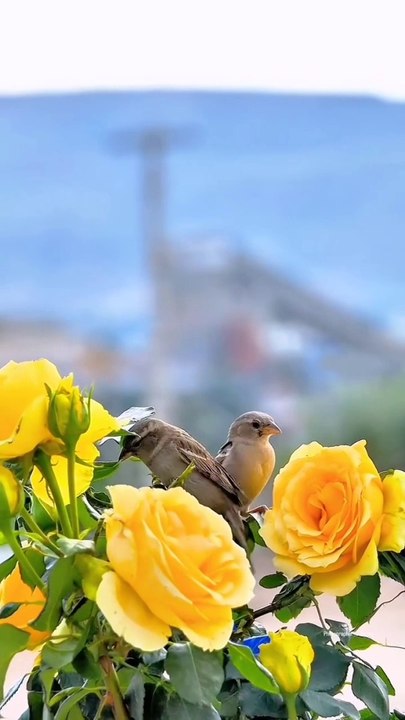 The bird