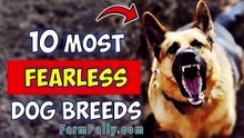 Top Fearless Dog Breeds