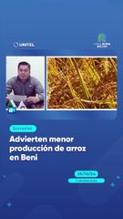 Advierten menor producción de arroz en Beni