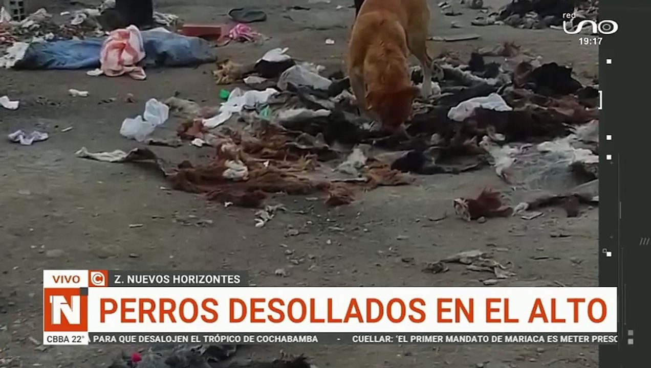 perros desollados