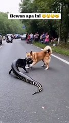 Understanding the Relationship Between Dogs and Other Animals