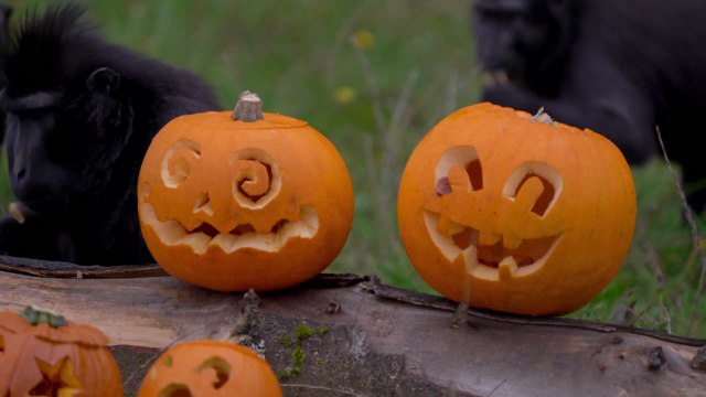 영국 동물원에 찾아 온 핼러윈 축제... 호박 조각에서 간식 찾기 / YTN