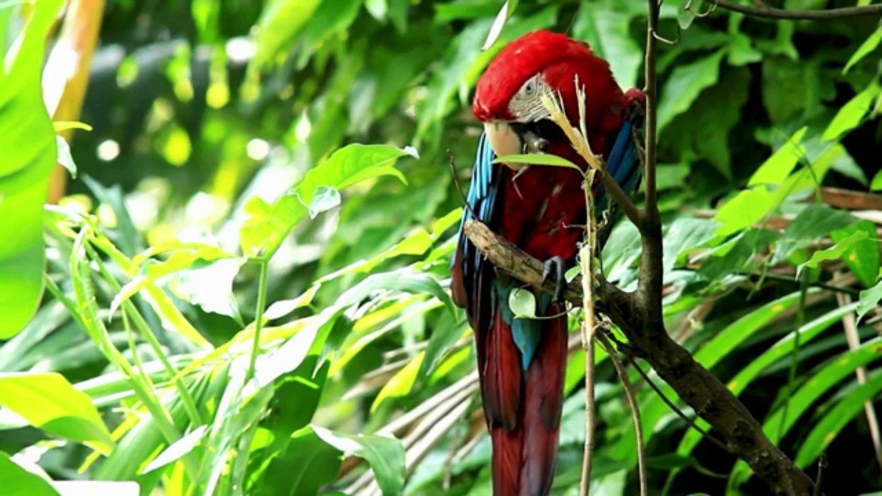 ANIMALS IN NATURE (1)