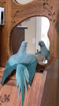 Blue Parrot Spreads Its Wings in Front of Mirror