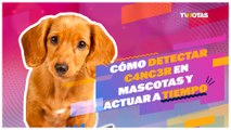 Cáncer en perros: ¿Cómo detectarlo y actuar a tiempo?