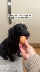 Télécharger la video: Black Cocker Spaniel Puppy Plays Around With Egg