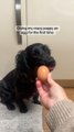 Black Cocker Spaniel Puppy Plays Around With Egg