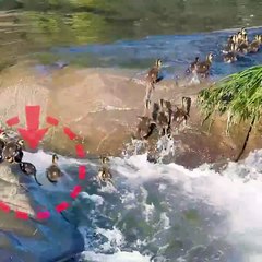 Duckling keeps trying without giving up