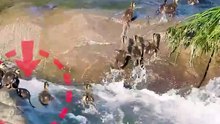 Duckling keeps trying without giving up
