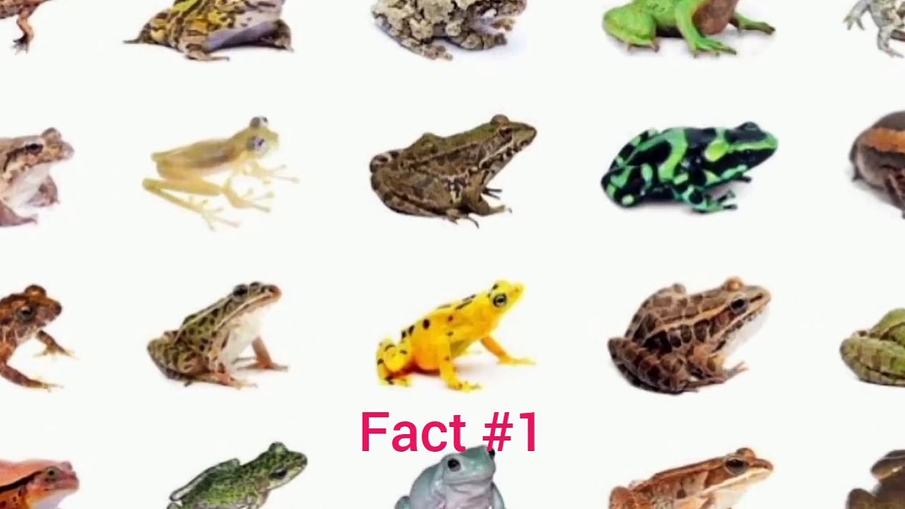 interesting facts about frogs | مینڈک کے بارے میں دلچسپ حقائق جو آپ ...