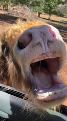 Cow Poses on Car Window Before Asking for Food