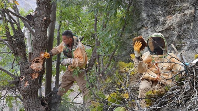 Kilosu 5 bin lira: Köylerine 29 yıl sonra gidip özel izinle topladılar