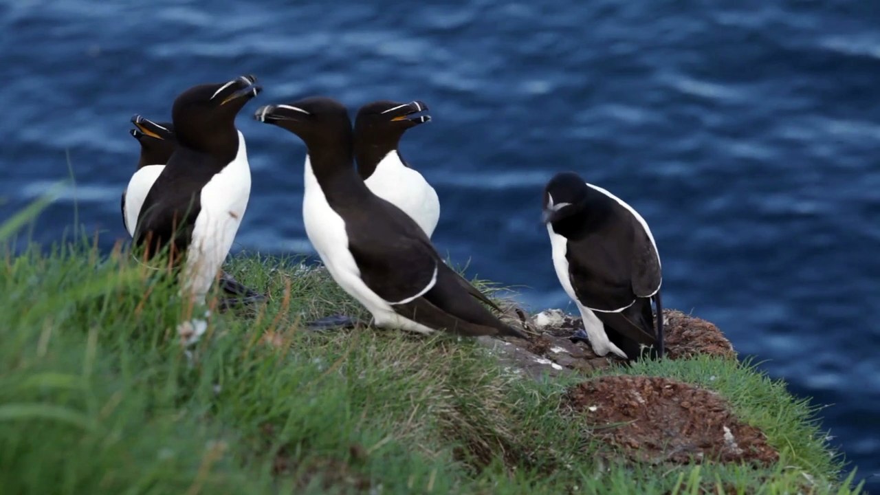The Razorbill: Close Up HD Footage (Alca torda)