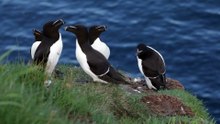 The Razorbill: Close Up HD Footage (Alca torda)
