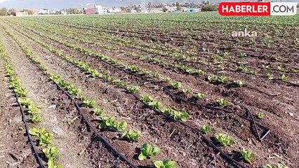 Osmaniye'de Çiftçiler Alternatif Ürünlere Yöneliyor