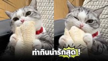ลีลาท่ากินอร่อยมากเจ้าเหมียว !