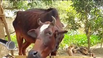 FUNNY COW DANCE FOR 12 MINUTES STRAIGHT | Cow Song & Cow Videos 2024 | Cow dance mix | dancing cow