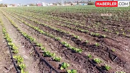 Osmaniye'de Çiftçiler Alternatif Ürünlere Yöneliyor