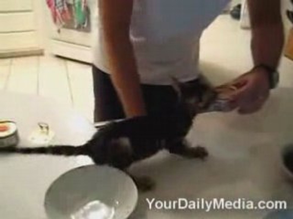 CHATON IMPATIEN DE BOUFFER