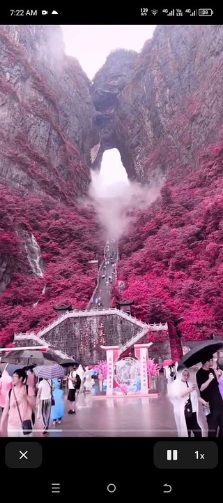 Mountain fully decorate with pink flowers