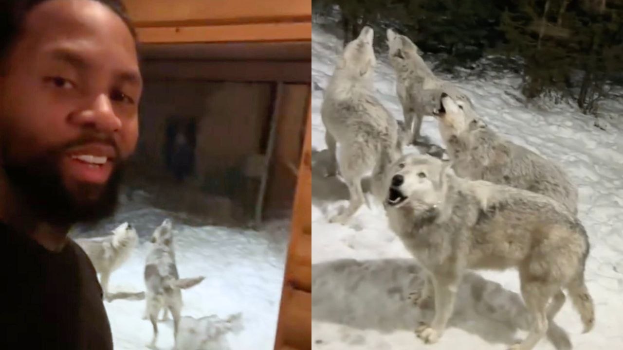 Heulendes Rudel von neun Wölfen umgibt die Hütte des Paares in der Nacht