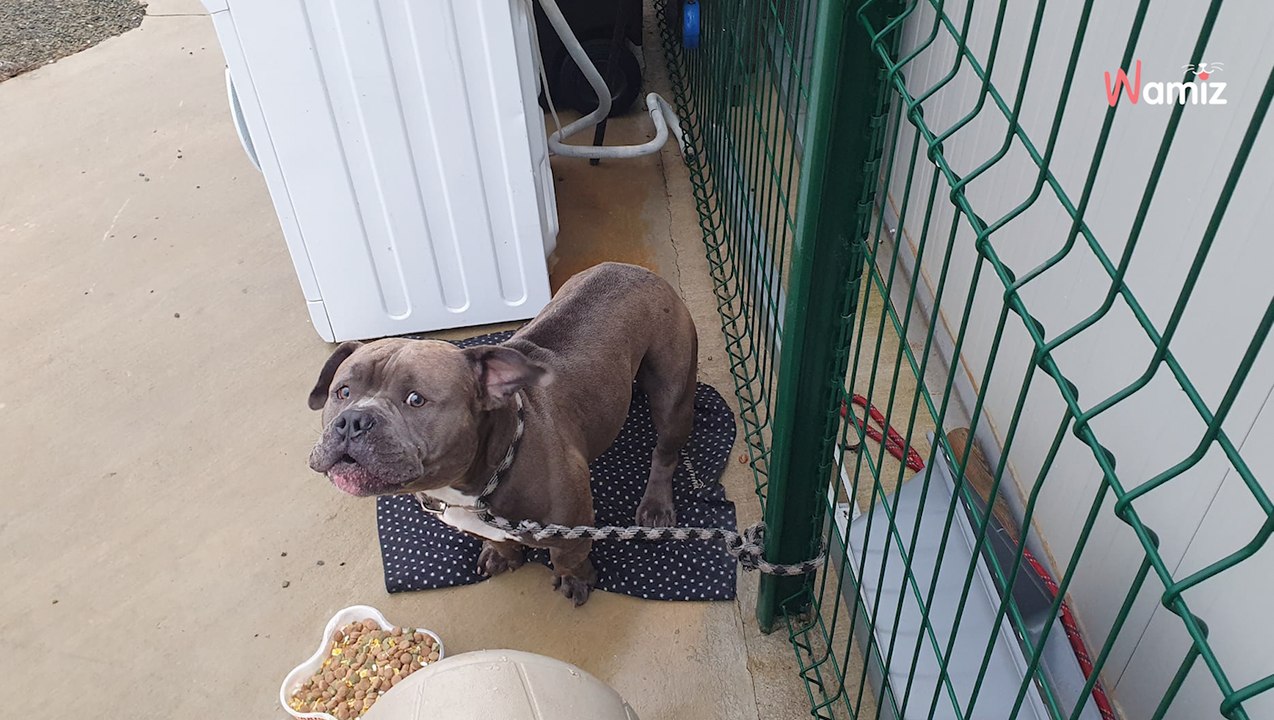 Occitanie : un chien est attaché à la grille de la SPA, le refuge recherche le propriétaire pour obtenir des informations