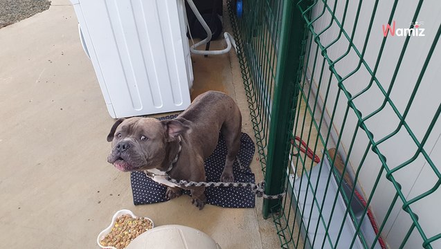 Occitanie : un chien est attaché à la grille de la SPA, le refuge recherche le propriétaire pour obtenir des informations