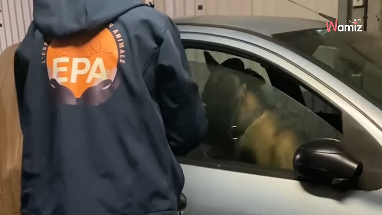 Seine-et-Marne : ils découvrent un chien enfermé dans une voiture délabrée dans un parking souterrain (vidéo)