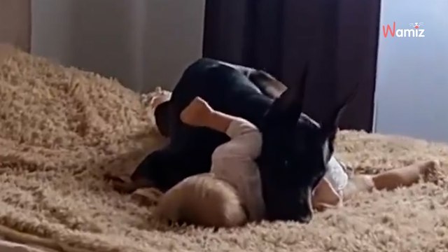 Une femme ouvre la porte de sa chambre : elle n'en revient pas de ce qui se passe sur le lit