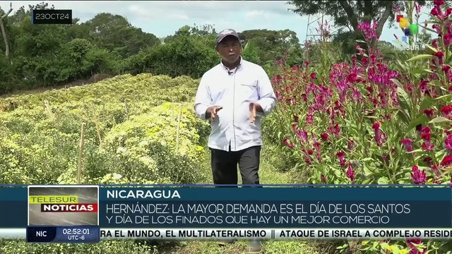 Productores se preparan con la cosecha de flores para el día de los fieles difuntos