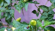 varietas chilies