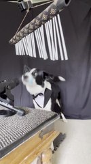 Dog Plays Bar Chimes