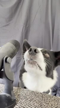 Dog Barks on Microphone