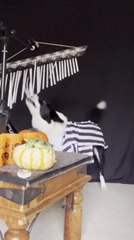 Download Video: Dog Plays Bar Chimes With Halloween Props