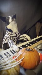 Download Video: Dog Plays Synthesizer