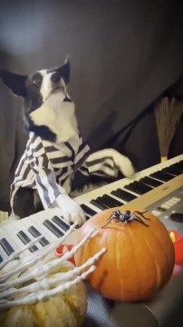 Dog Plays Synthesizer