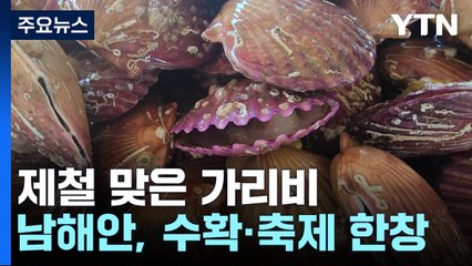 남해안 제철 가리비 수확에 축제까지...어민들 분주 / YTN