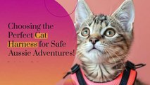 Choosing the Best Cat Harness for Safe Aussie Adventures!