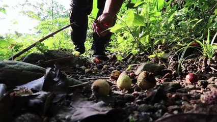 EP.41 - Sobrevivência Sozinho na Floresta