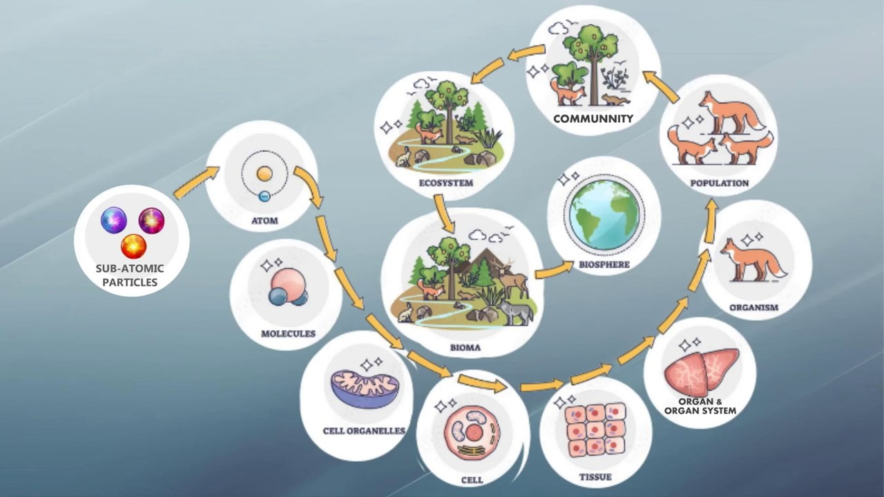 Levels of organization Atom, Cells, Tissue, Organ, Organ System