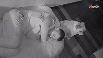 Il décide de faire une sieste dans le panier de son chien : la réaction du toutou est sans équivoque (vidéo)