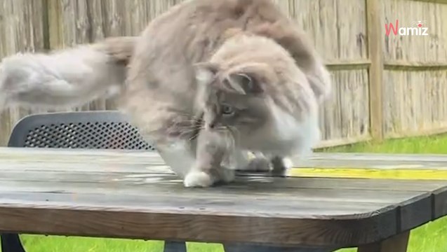Ce chat trouve un intrus accroché à sa queue : 2,5M de personnes éclatent de rire devant sa prouesse technique (vidéo)