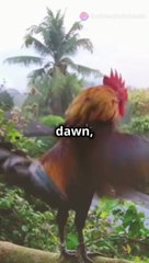 A Day in the Life of a Hardworking Farmer