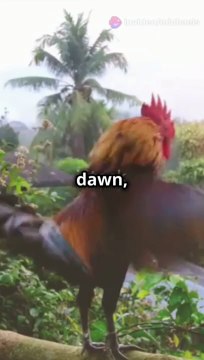 A Day in the Life of a Hardworking Farmer