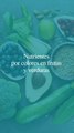 Nutrientes por colores de frutas y verduras