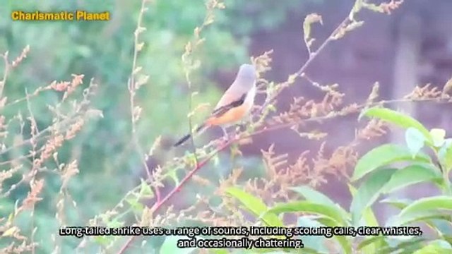 Long-tailed shrike call sound