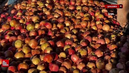 Suruç narının hasadı başladı