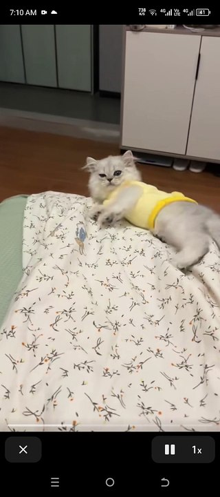Cat fell from bed